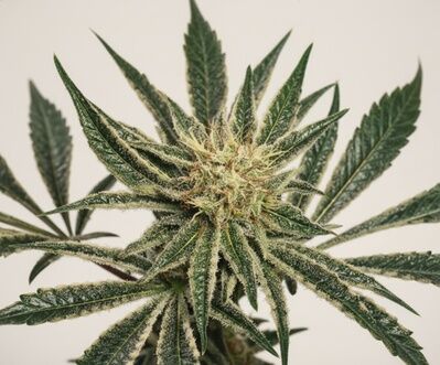 Black Widow Regular